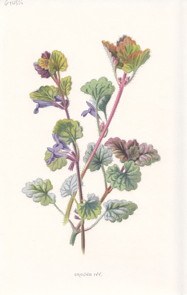 FLOWERS. Ground Ivy c1895 old antique vintage print picture